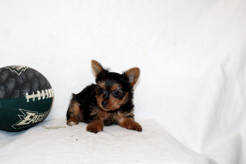 puppy, for, sale, Yorkshire Terrier, Matthew B. Stoltzfus, dog, breeder, Gap, PA, dog-breeder, puppy-for-sale, forsale, nearby, find, puppyfind, locator, puppylocator, aca